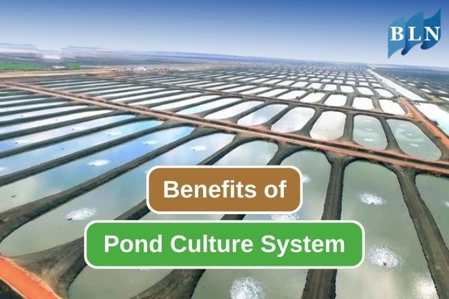 9 Advantages of Using Pond for Fish Farming